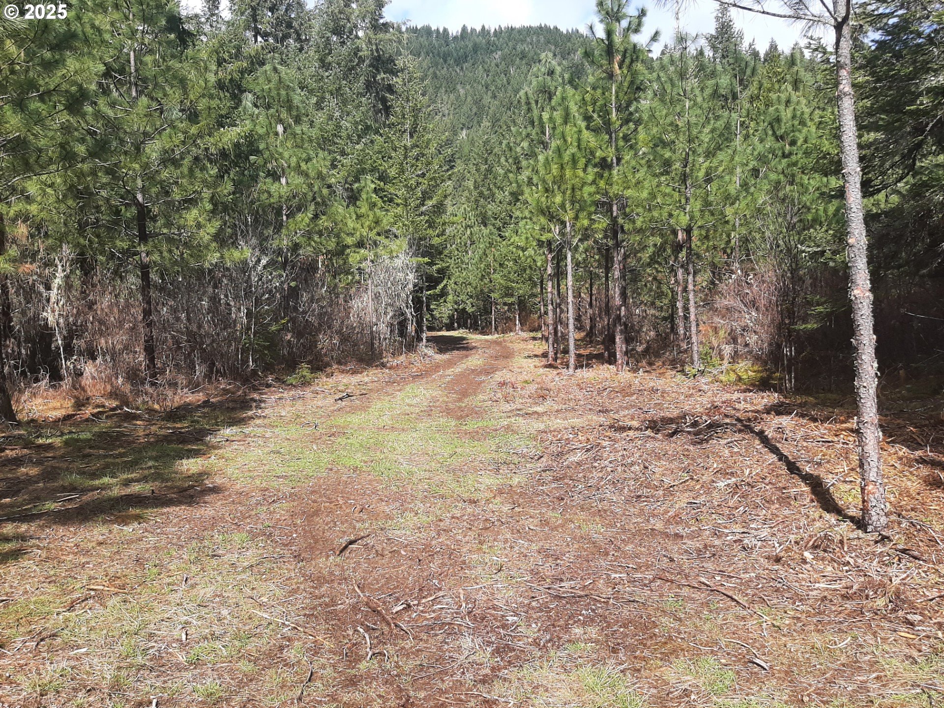 Dorena, Oregon 97434, United States, ,Land,Active,23648