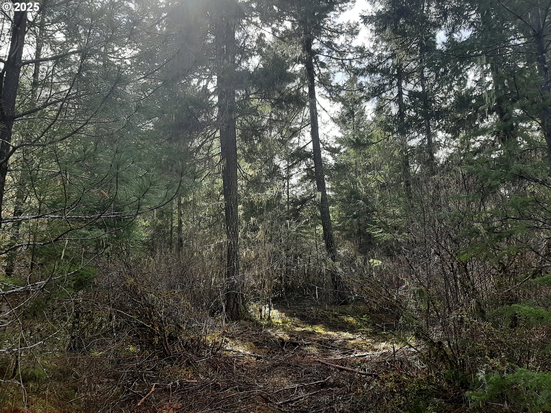 Dorena, Oregon 97434, United States, ,Land,Active,23648