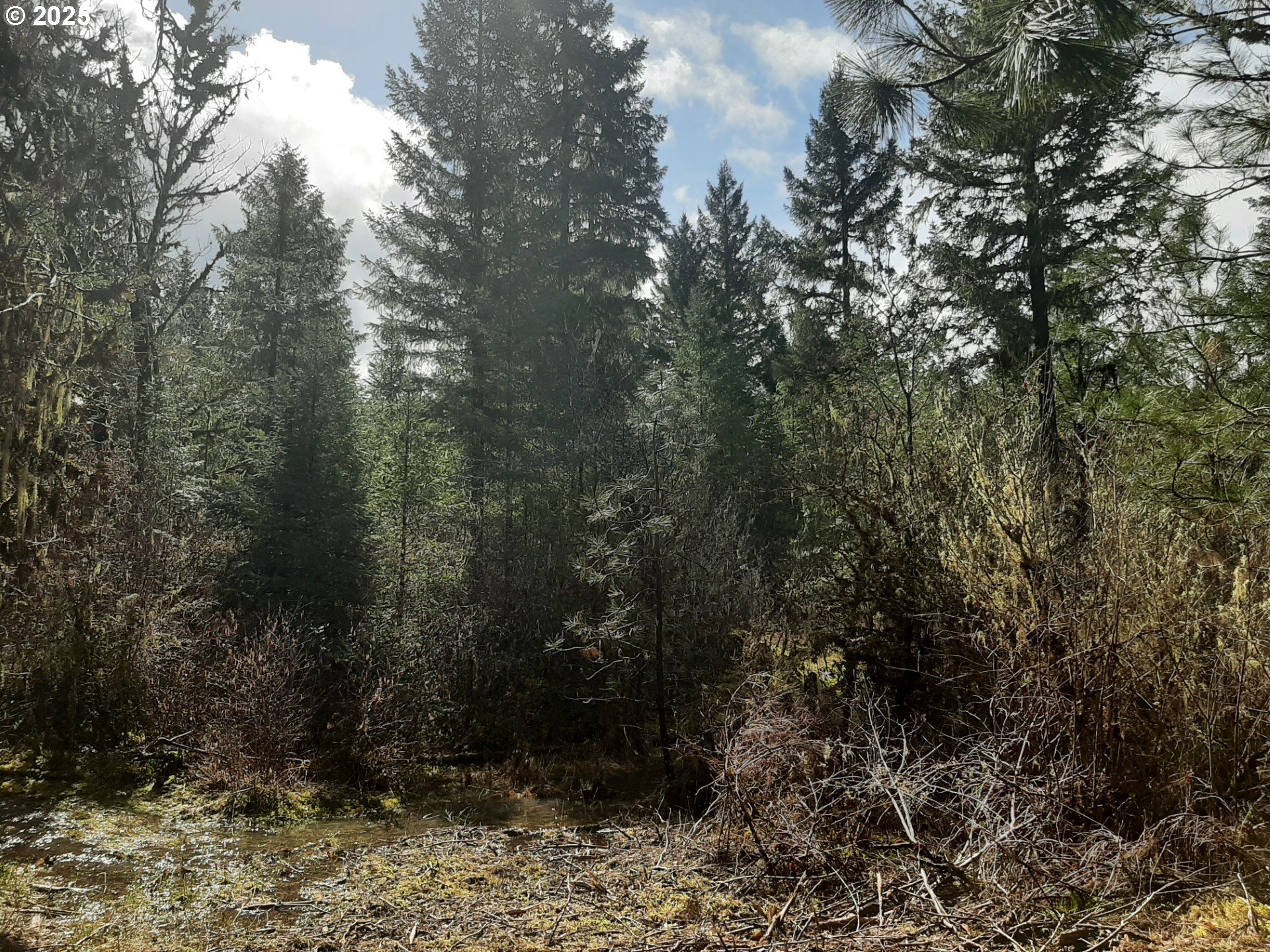 Dorena, Oregon 97434, United States, ,Land,Active,23648