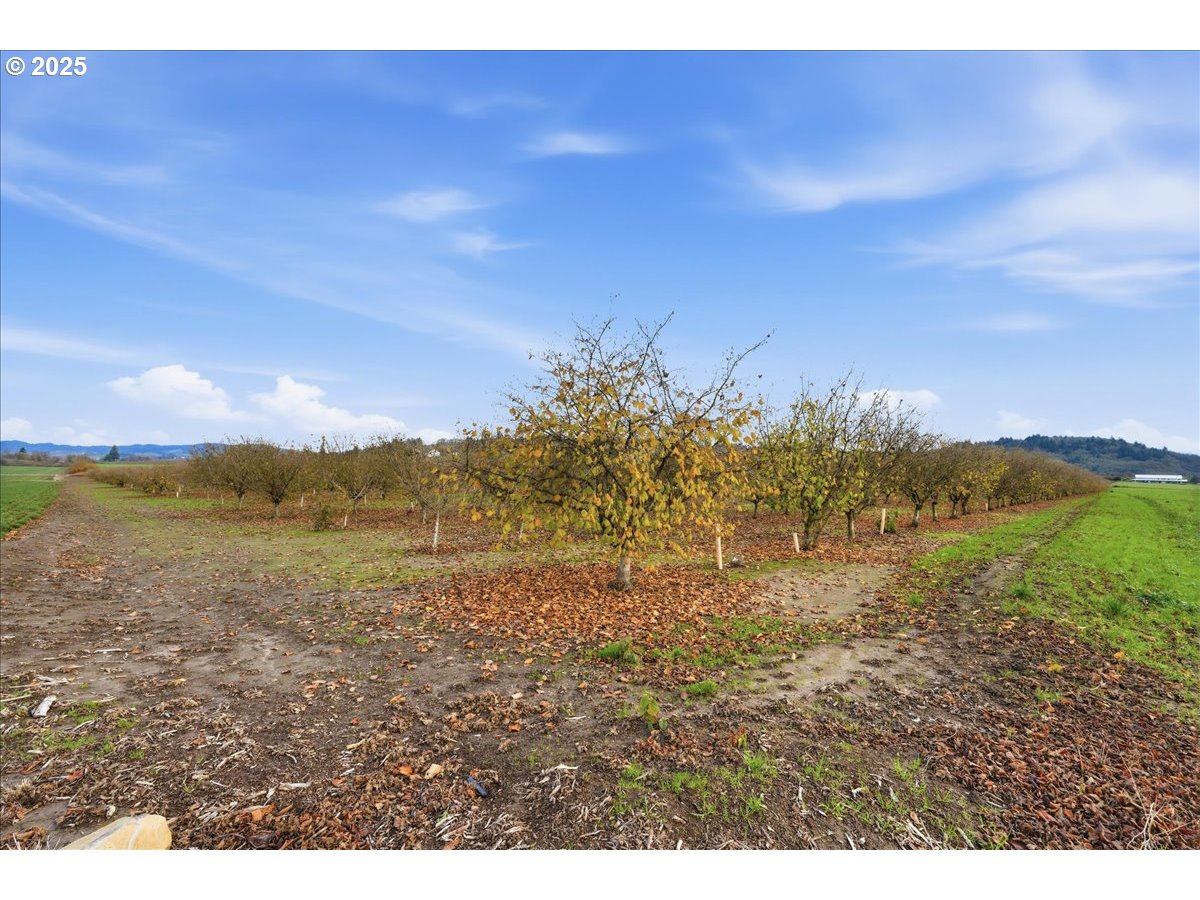 Yamhill, Oregon 97148, United States, ,Land,Active,254270