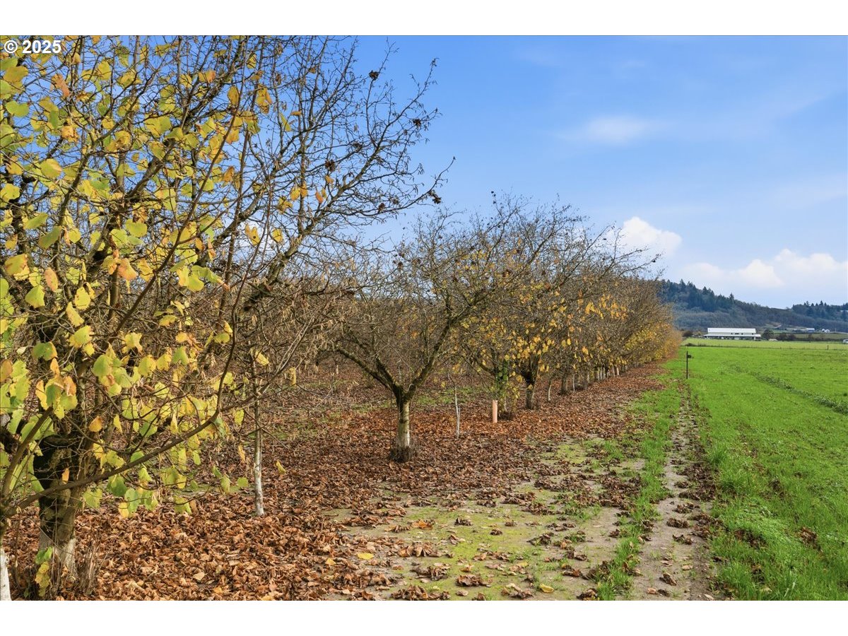 Yamhill, Oregon 97148, United States, ,Land,Active,254270