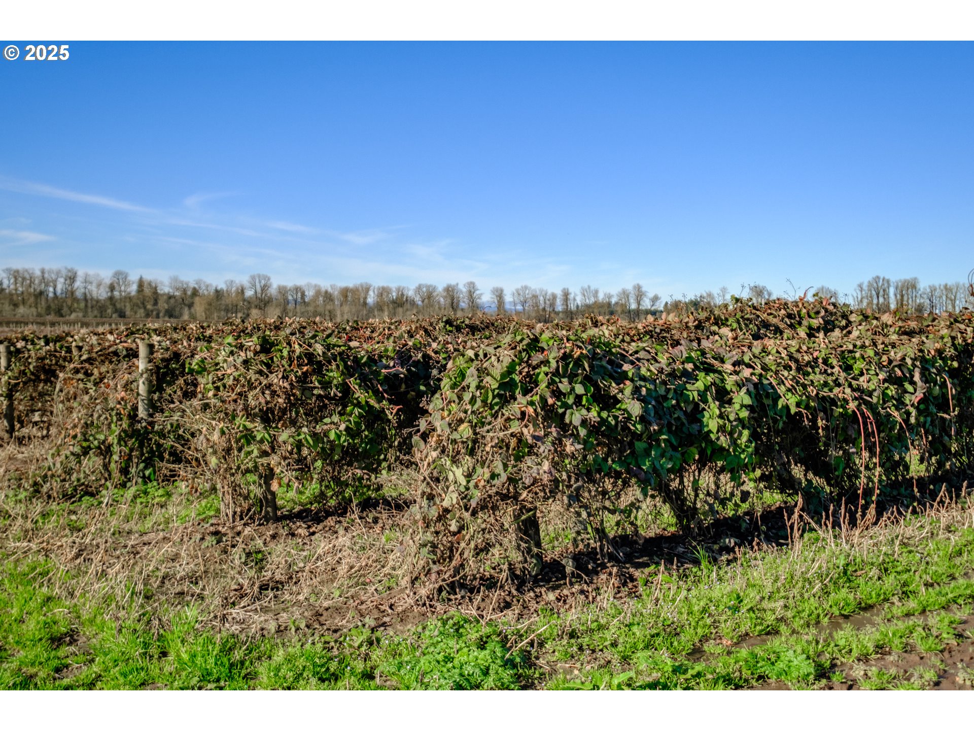 Jefferson, Oregon 97352, United States, ,Residential,Active,8800