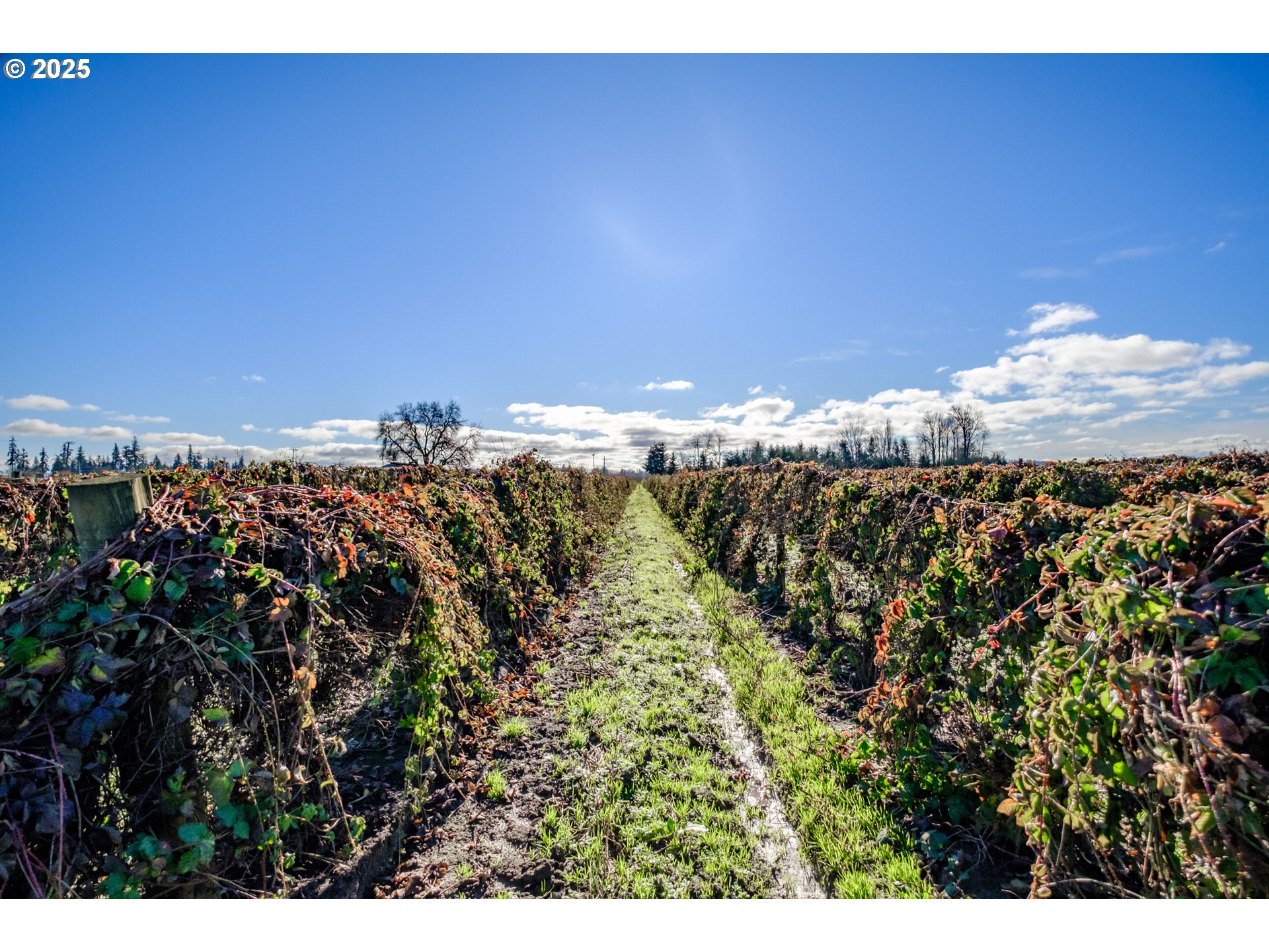 Jefferson, Oregon 97352, United States, ,Residential,Active,8800