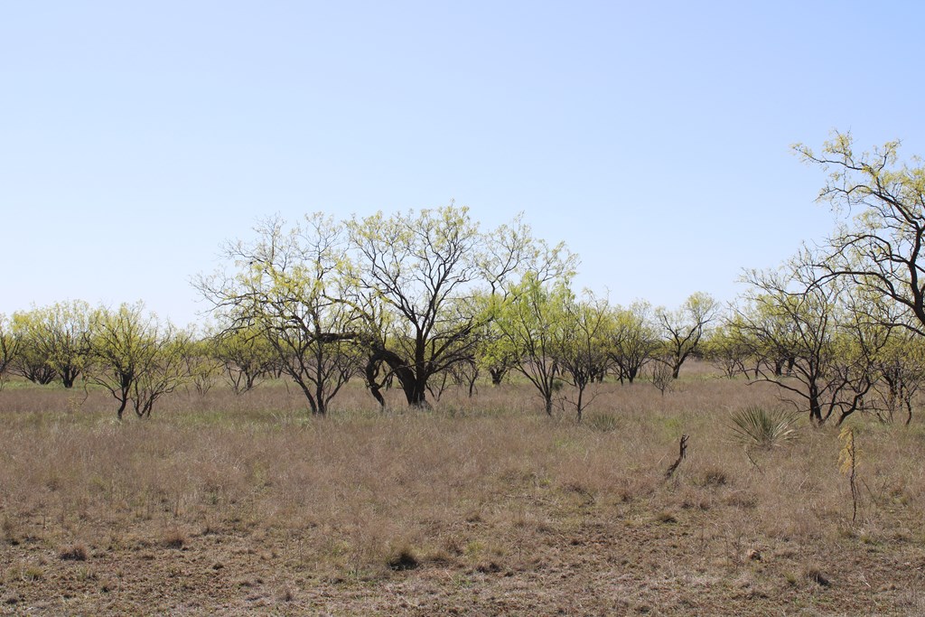 Hwy 67 #AB183, Ballinger, Texas image 14