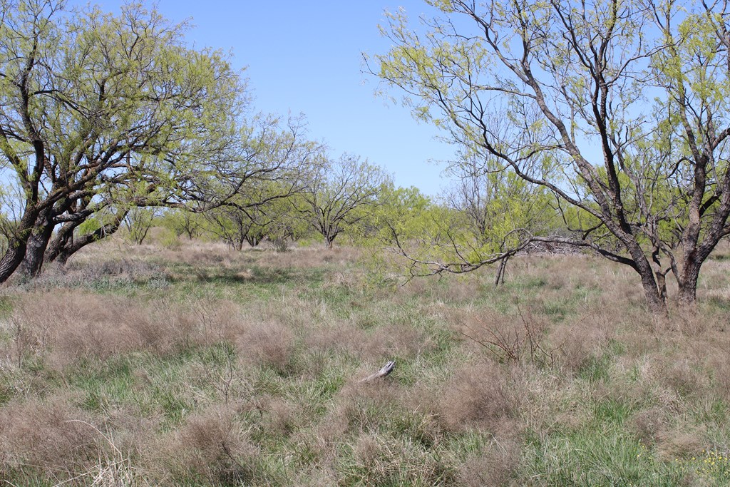 Hwy 67 #AB183, Ballinger, Texas image 5