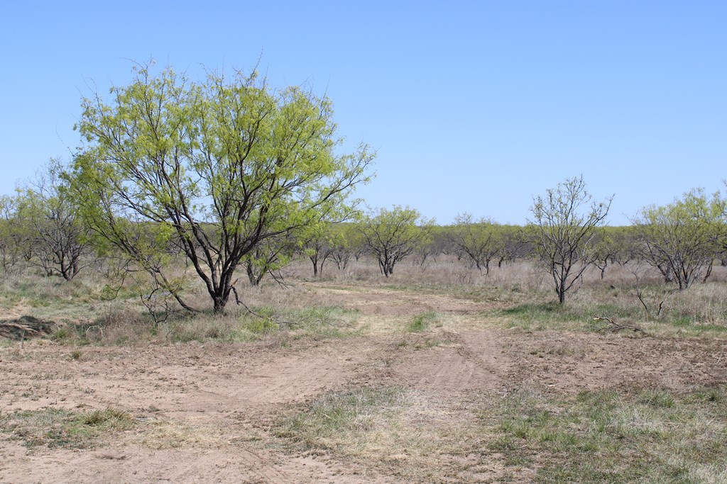 Hwy 67 #AB183, Ballinger, Texas image 3