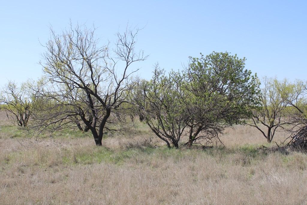 Hwy 67 #AB183, Ballinger, Texas image 13