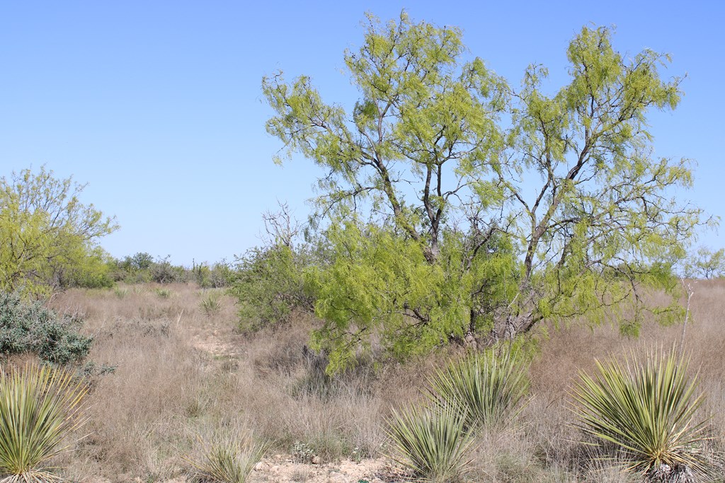 Hwy 67 #AB183, Ballinger, Texas image 21