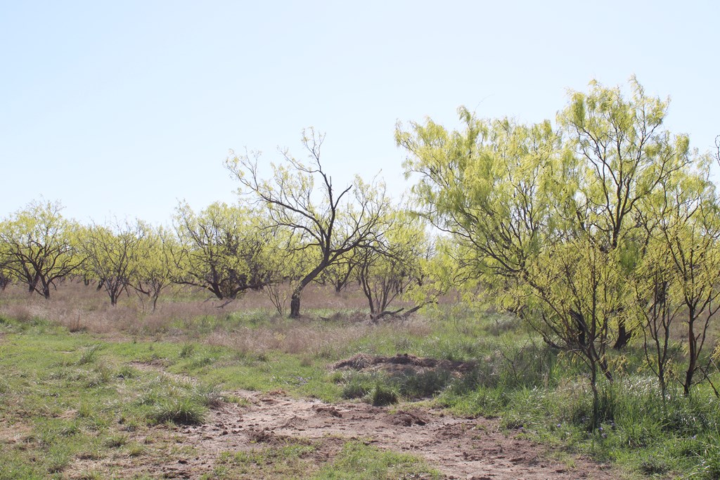 Hwy 67 #AB183, Ballinger, Texas image 24