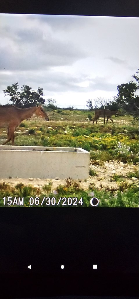 3572 Ranch Rd 2083, Ozona, Texas image 17