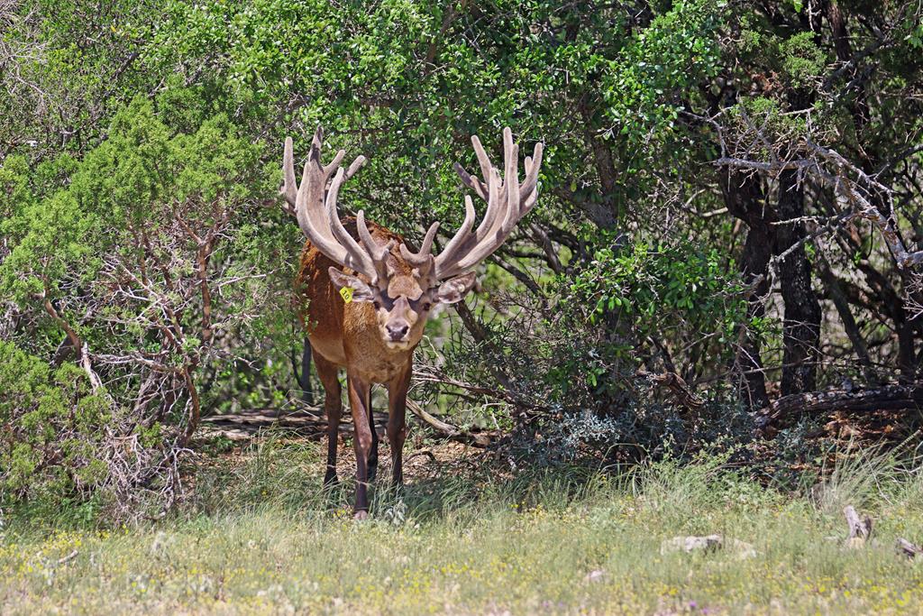 3572 Ranch Rd 2083, Ozona, Texas image 1