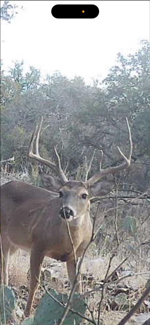 Vacant Land For Sale - 1512 Persimmon Road<br/> Eldorado, TX 76936