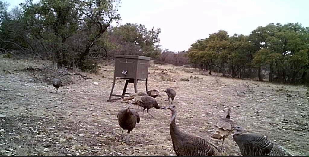 458 Axis Trail #25, Eldorado, Texas image 9