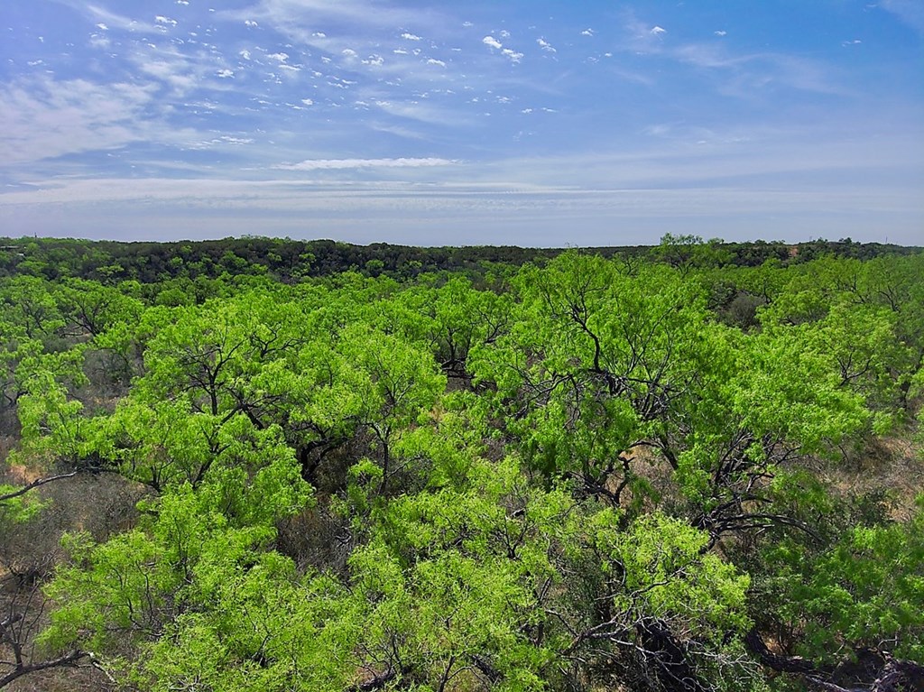 Land, Coleman, Texas image 9