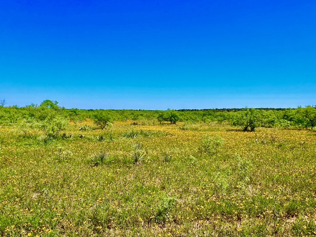 Land, Coleman, Texas image 11