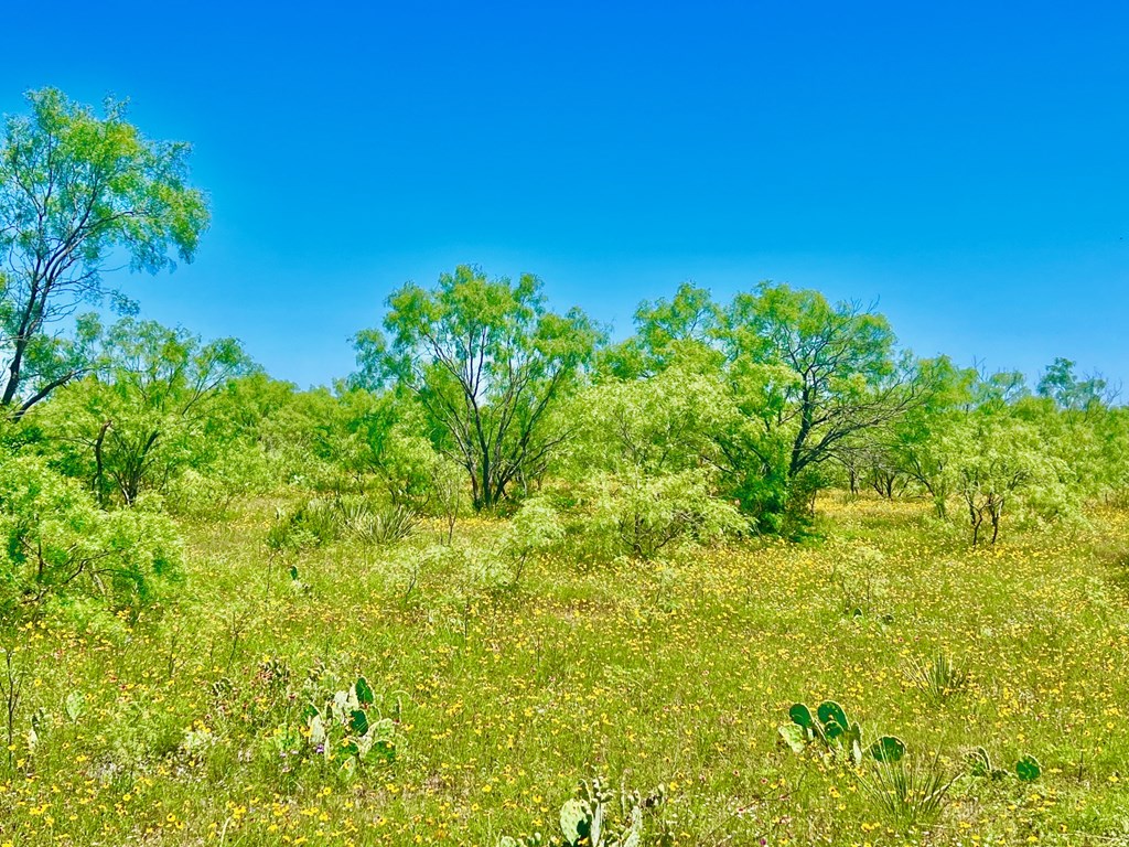 Land, Coleman, Texas image 12