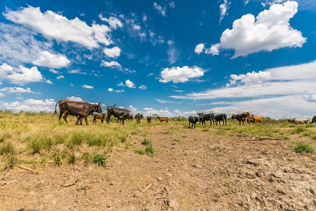 Other #AB855, Talpa, Texas image 11