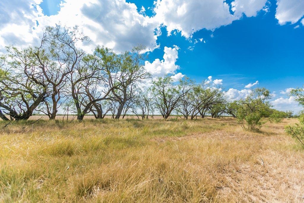 Other #AB855, Talpa, Texas image 50