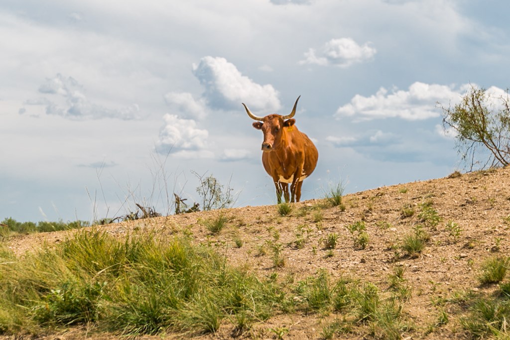 Other #AB855, Talpa, Texas image 10