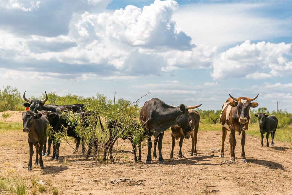 Other #AB855, Talpa, Texas image 16