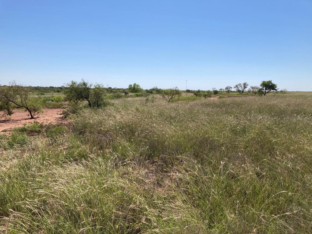 586 County Rd 400, Rowena, Texas image 5