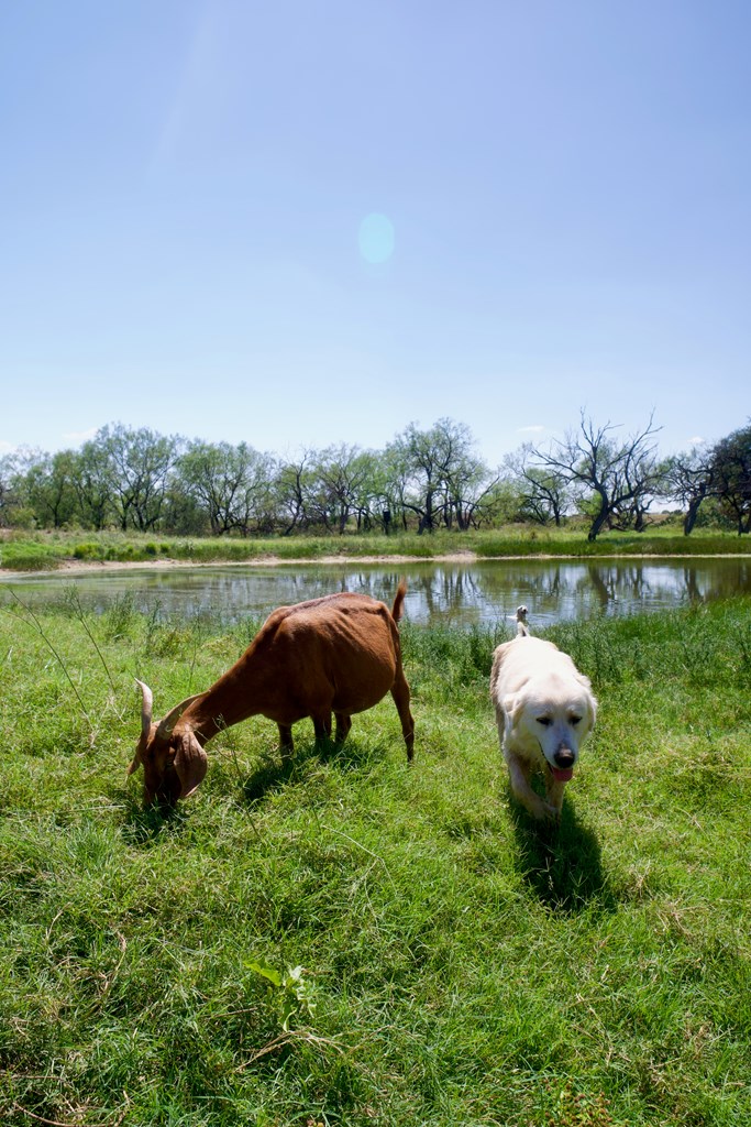 335 W Fm 765, Lohn, Texas image 24