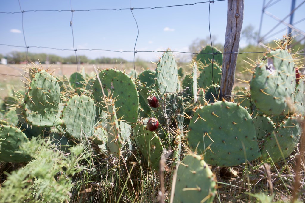 335 W Fm 765, Lohn, Texas image 2