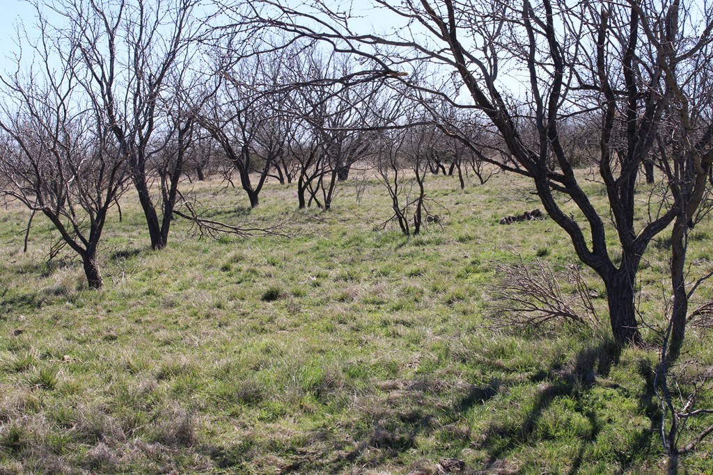 Hwy 67, Ballinger, Texas image 3