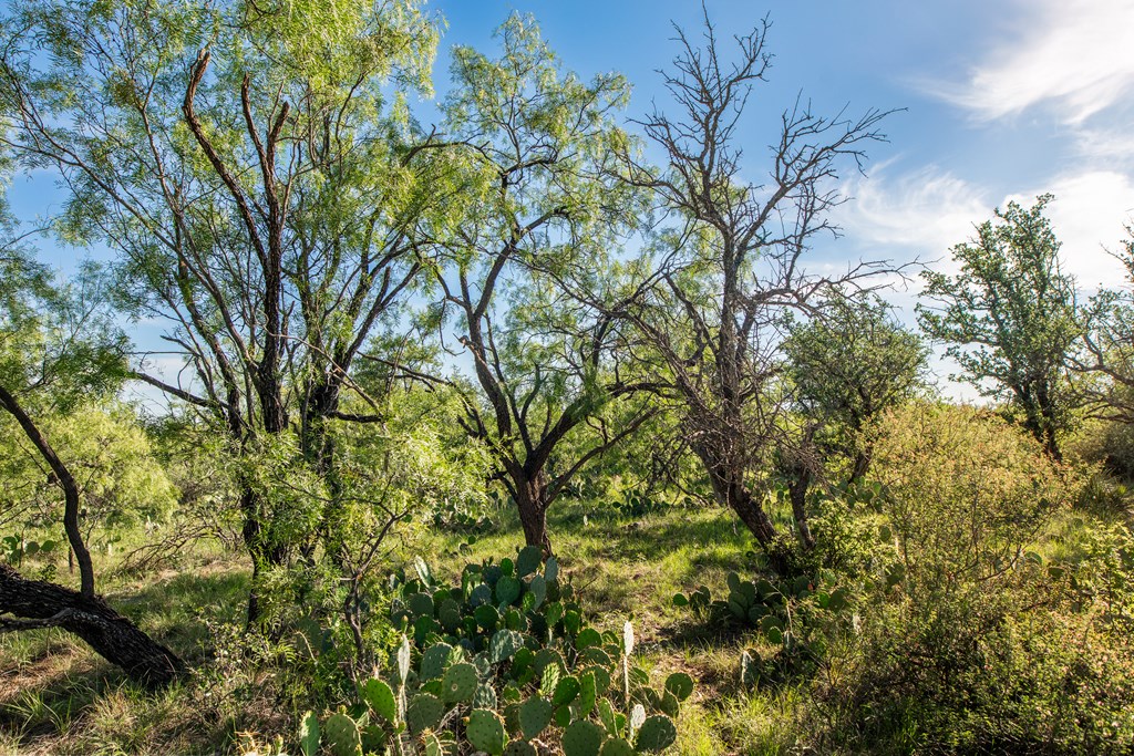 - Eor-north Spur Rd, Eden, Texas image 19