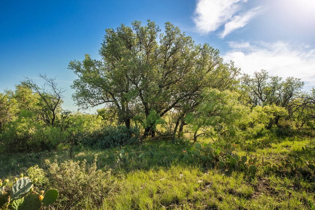 - Eor-north Spur Rd, Eden, Texas image 17