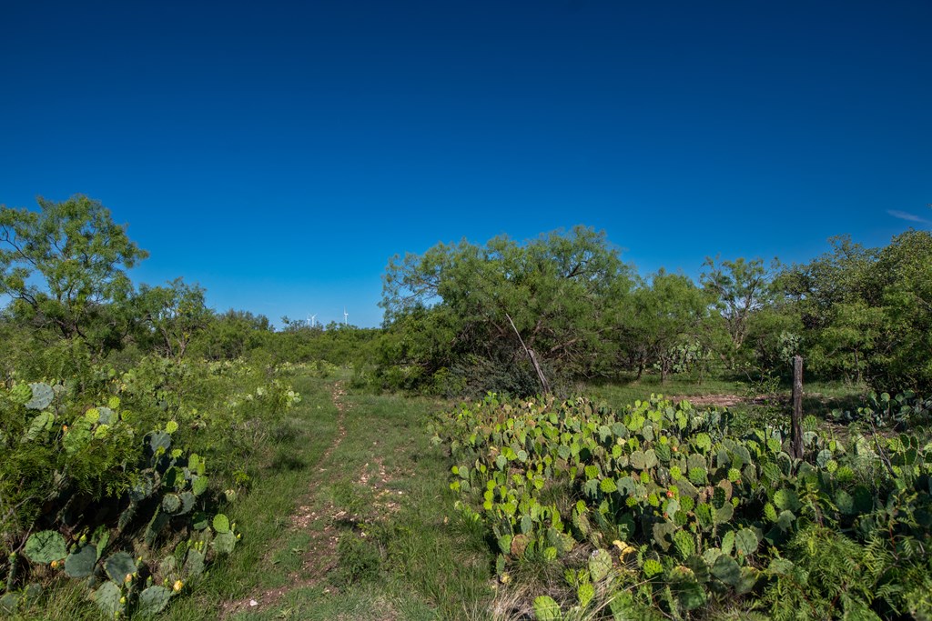 - Eor-north Spur Rd, Eden, Texas image 13