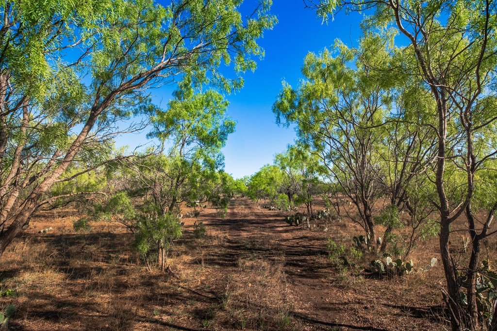 3980 S Other, Eden, Texas image 43
