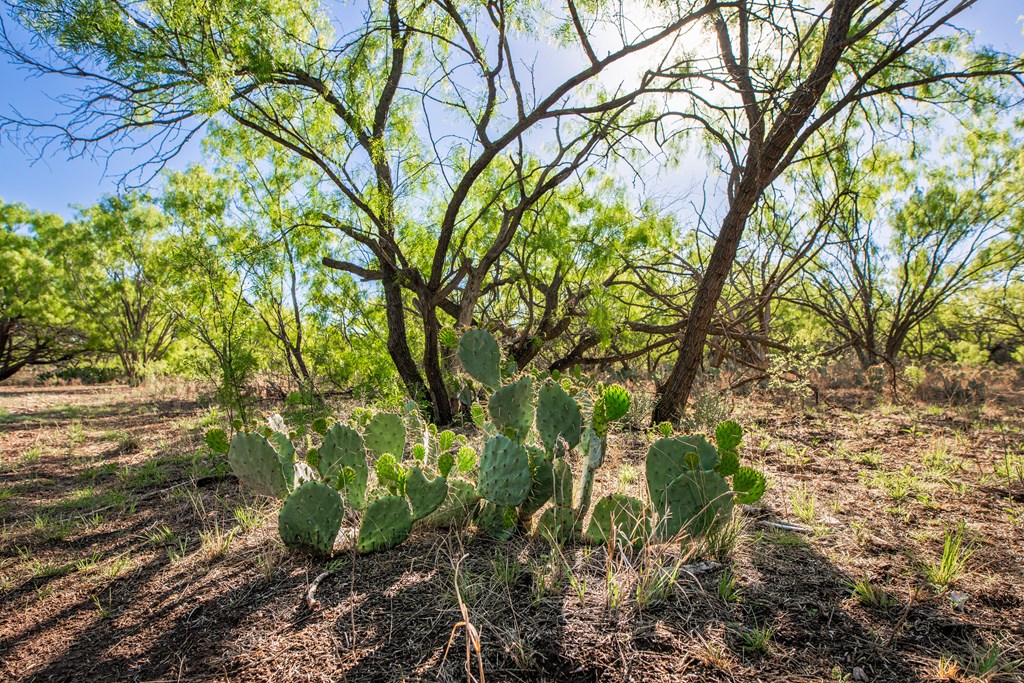 3980 S Other, Eden, Texas image 40