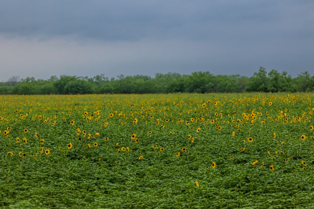 2020 Fm 2635, Lohn, Texas image 26