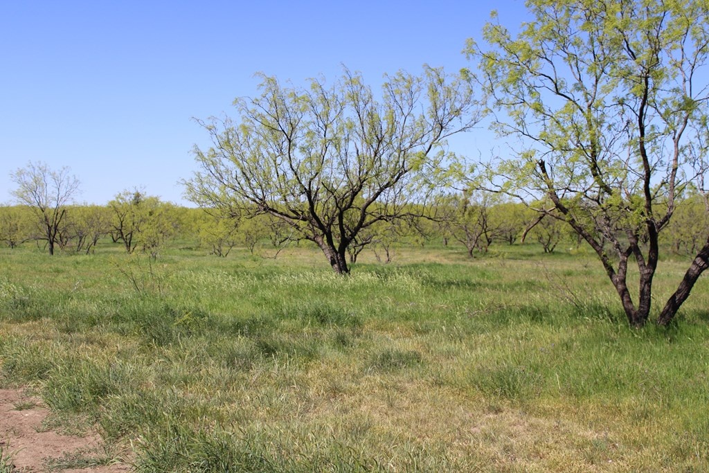 0000 Hwy 67 #427ACRES, Ballinger, Texas image 35