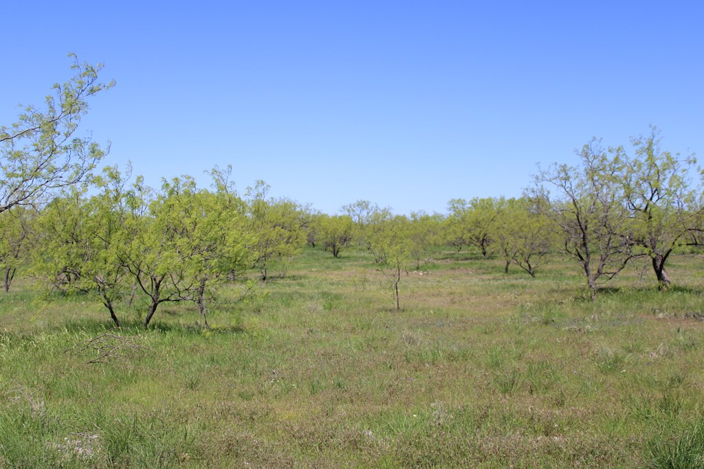 0000 Hwy 67 #427ACRES, Ballinger, Texas image 34