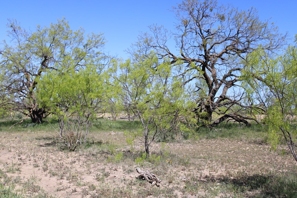 0000 Hwy 67 #427ACRES, Ballinger, Texas image 30