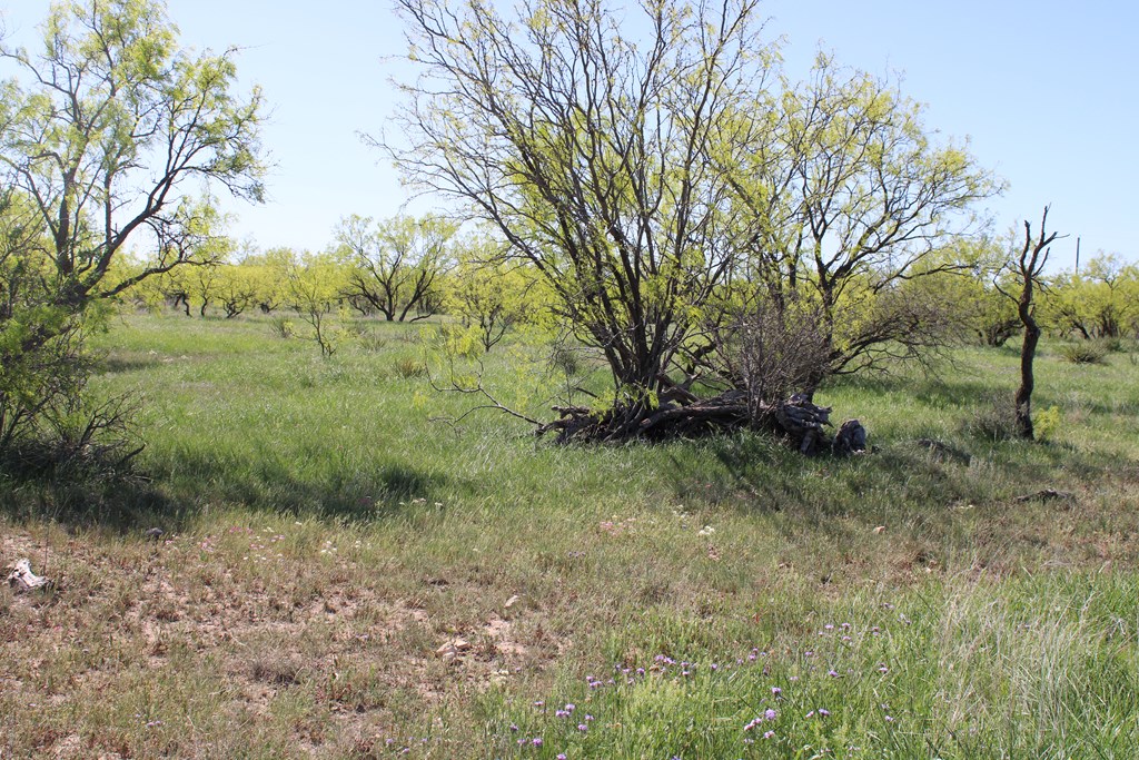 0000 Hwy 67 #427ACRES, Ballinger, Texas image 17