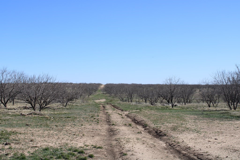 0000 Hwy 67 #427ACRES, Ballinger, Texas image 12