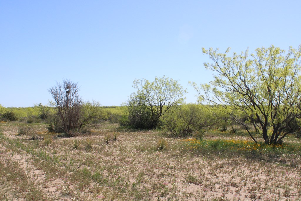 0000 Hwy 67 #427ACRES, Ballinger, Texas image 29