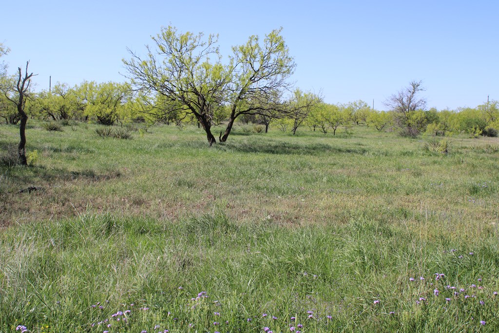 0000 Hwy 67 #427ACRES, Ballinger, Texas image 16