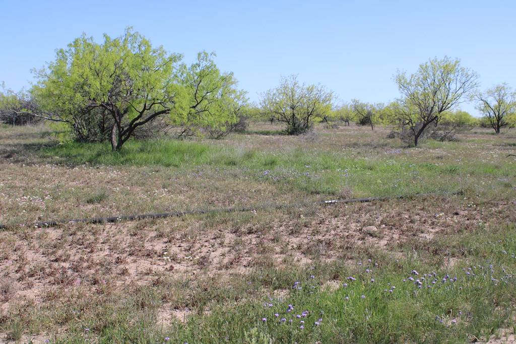 0000 Hwy 67 #427ACRES, Ballinger, Texas image 18