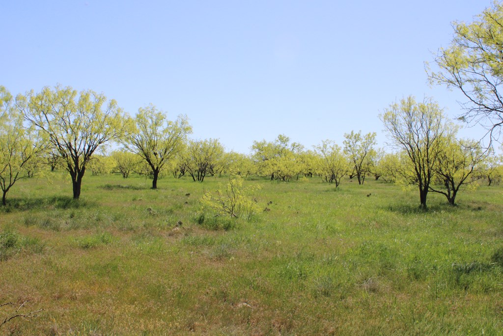 0000 Hwy 67 #427ACRES, Ballinger, Texas image 36