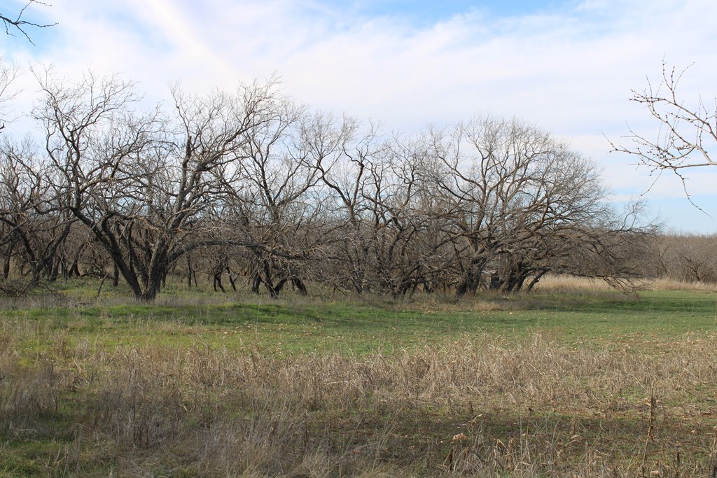 0000 Hwy 67 #427ACRES, Ballinger, Texas image 14