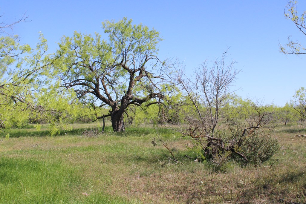 0000 Hwy 67 #427ACRES, Ballinger, Texas image 25