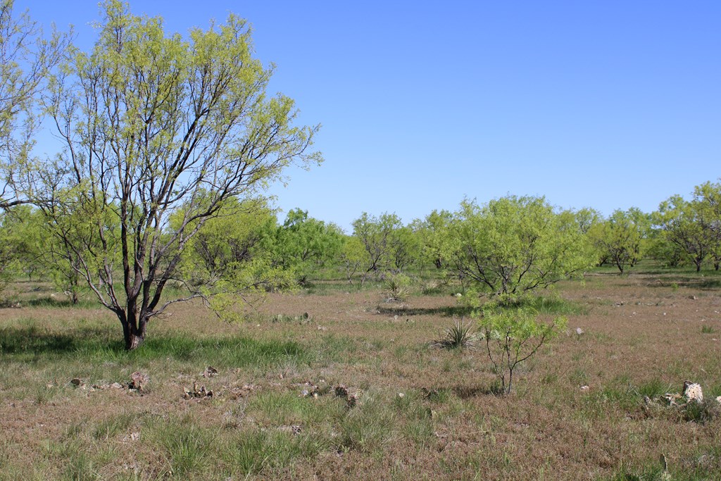 0000 Hwy 67 #427ACRES, Ballinger, Texas image 19