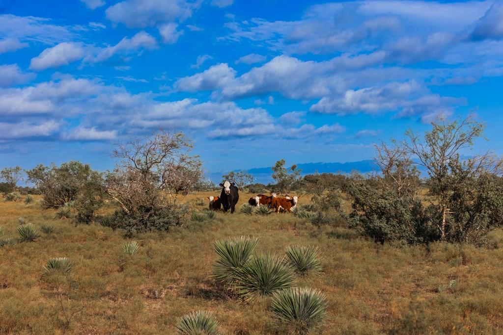 Land, Eden, Texas image 47