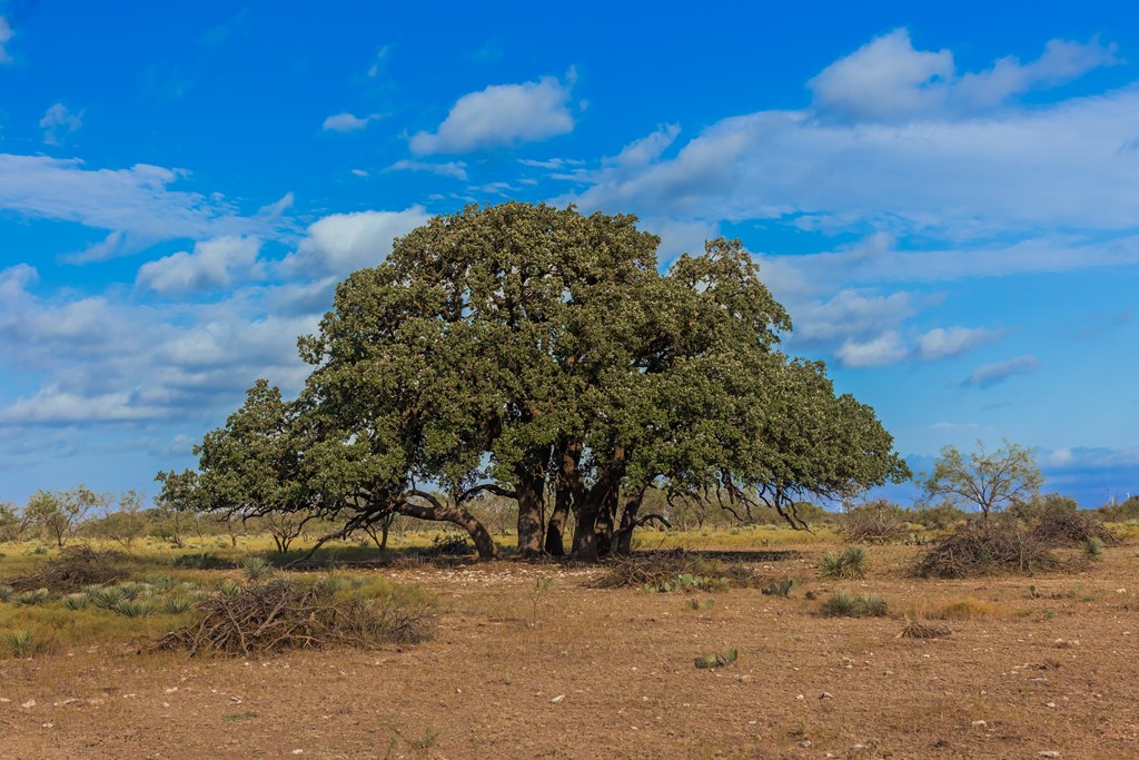 Land, Eden, Texas image 46