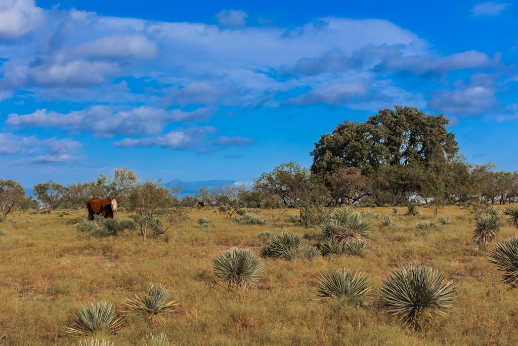 Land, Eden, Texas image 48