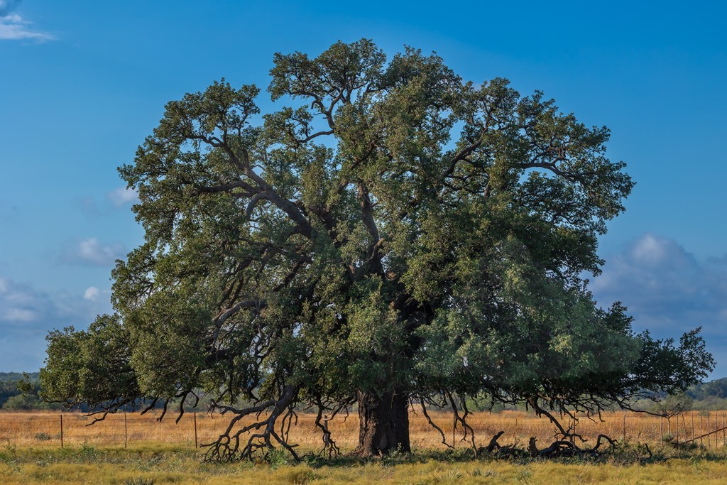 Land, Eden, Texas image 21